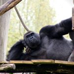 Gorilla