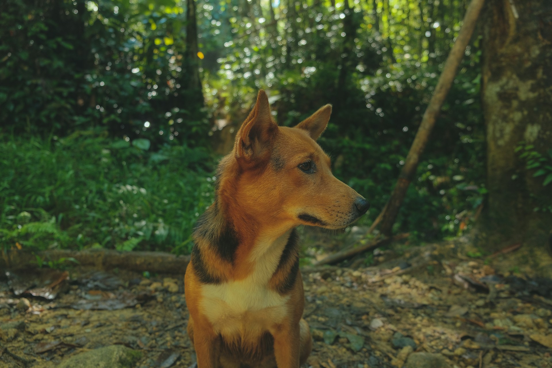 Dog