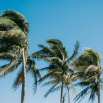 Palm trees in the wind