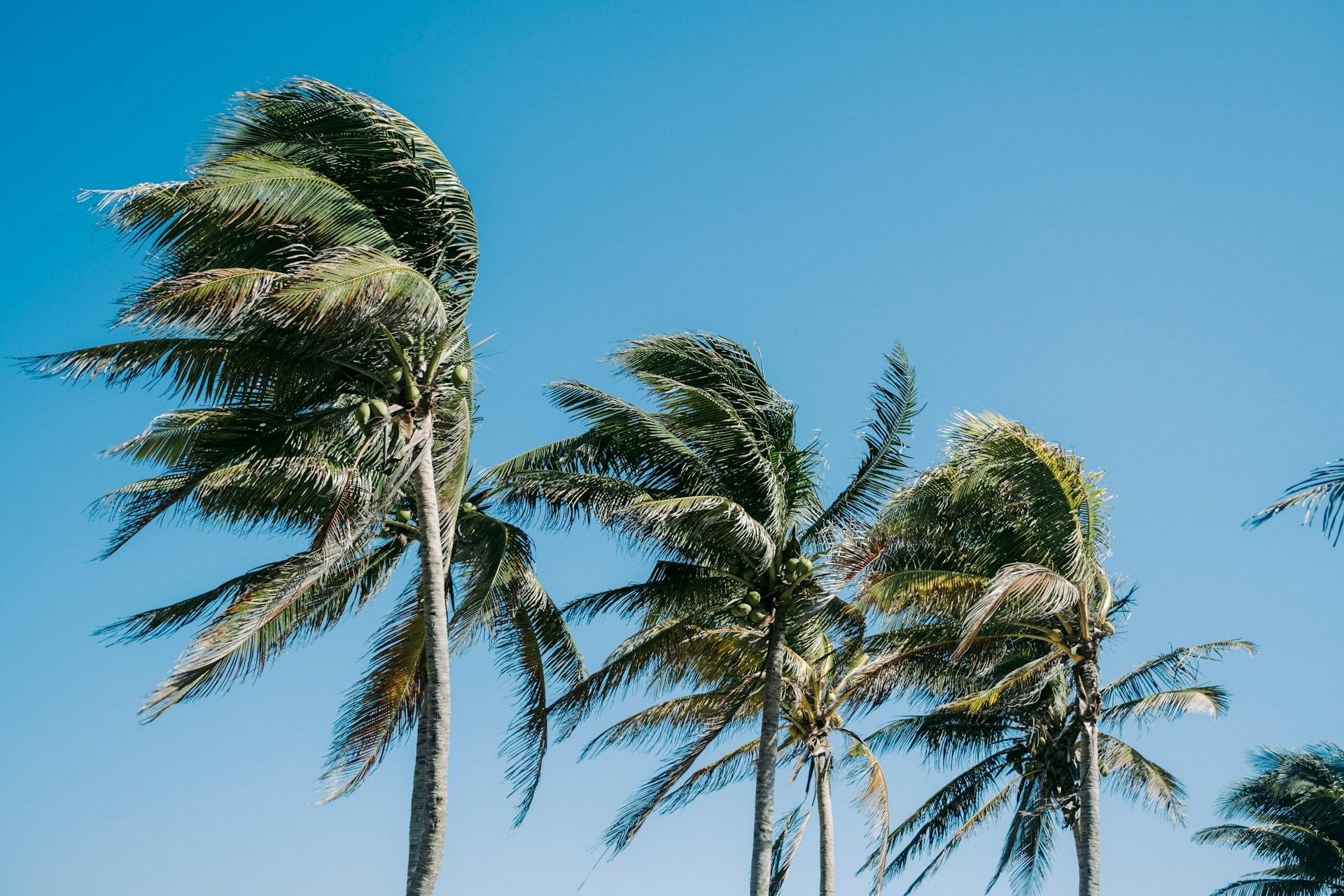 Palm trees in the wind