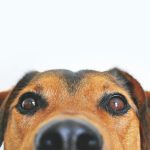 Dog under the counter