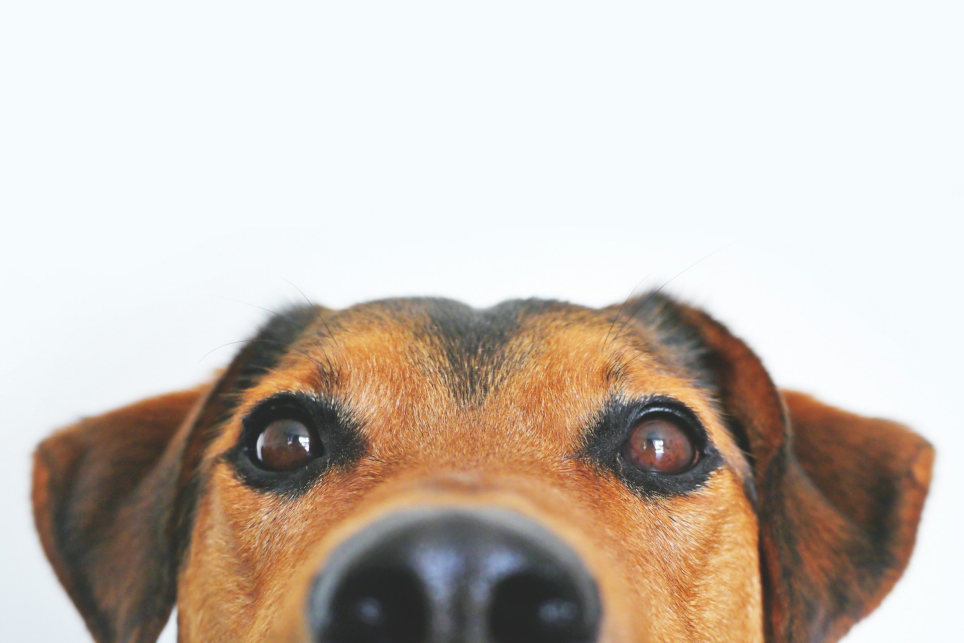 Dog under the counter
