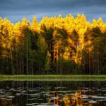 Evening light by Michael Sudheer