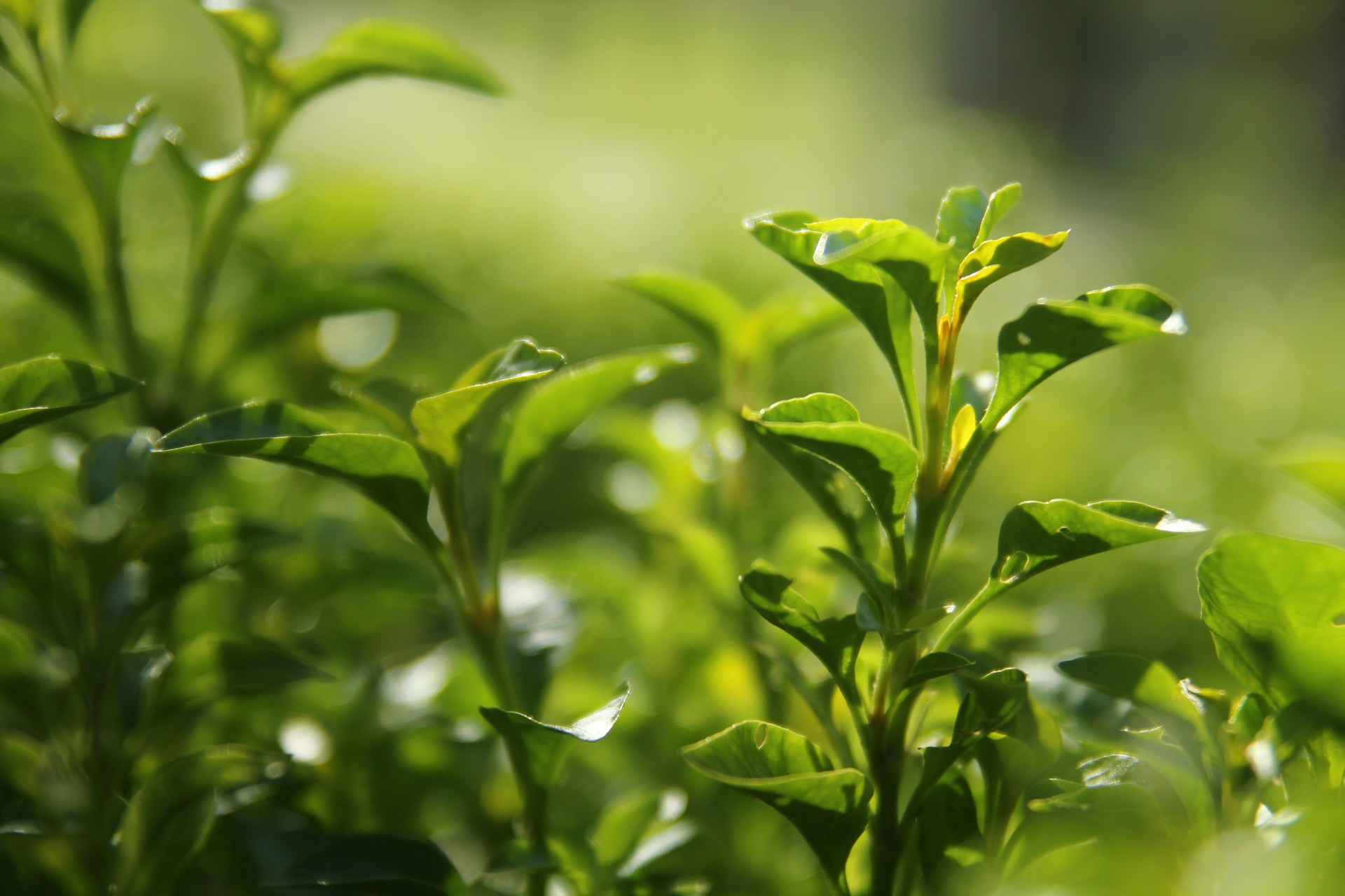 Tea leaves