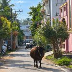 Pregnant cow in street