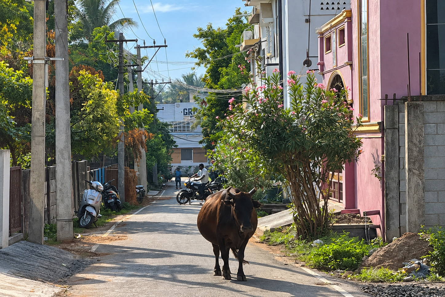 Pregnant cow in street