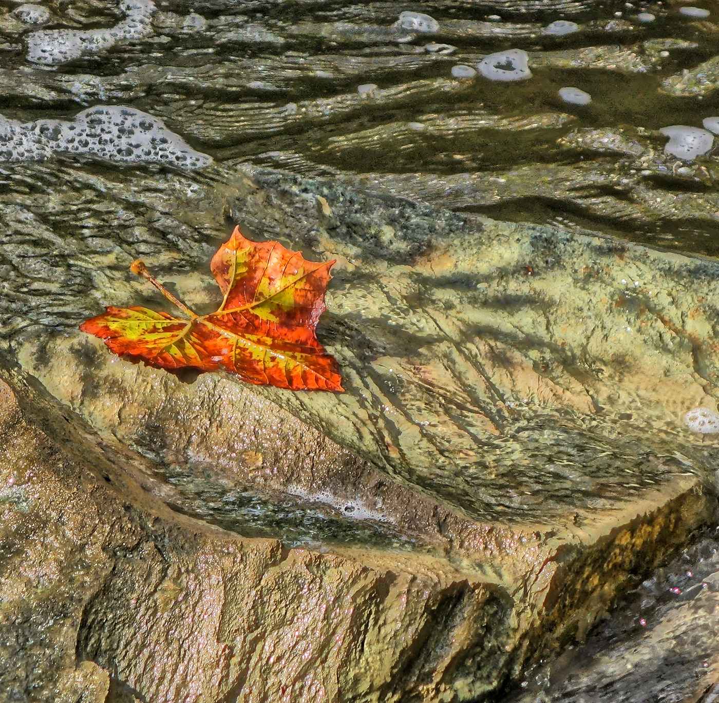 Autumn leaf in stream